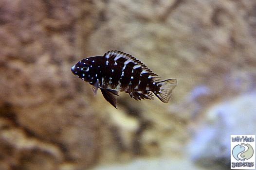 Tropheus duboisi 'Halembe'